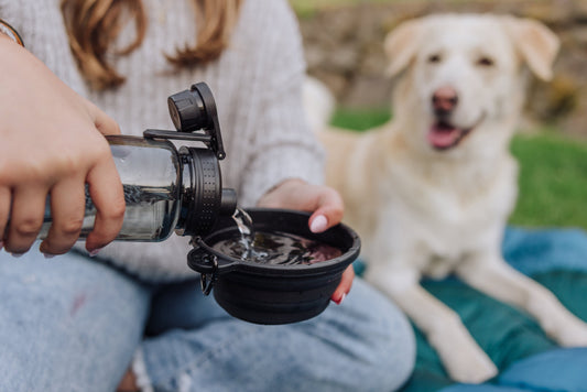 Tarana Dog Travel Kit - Carbon Black